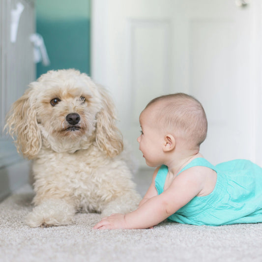 bebé y mascota