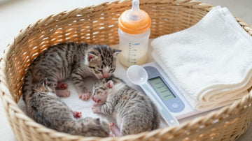 Leche para gatitos bebés: guía para elegirla, prepararla y prevenir problemas digestivos